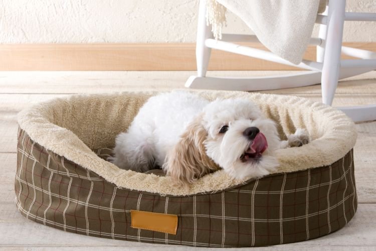 Best Dog Beds