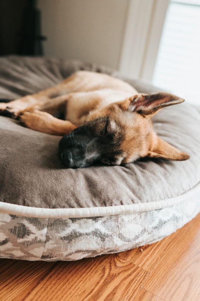 Best Dog Beds