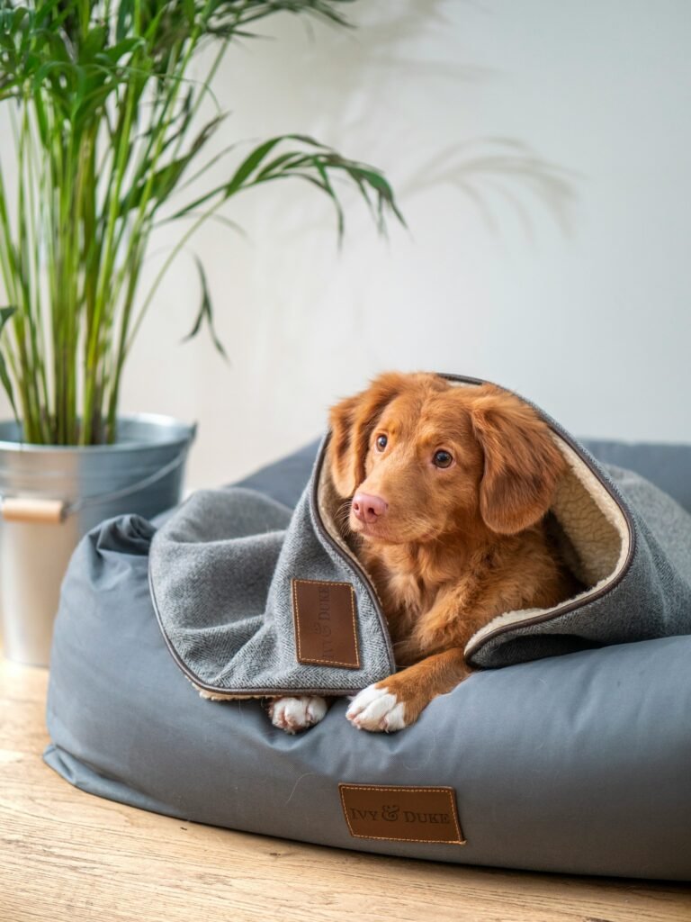 Best Dog Beds